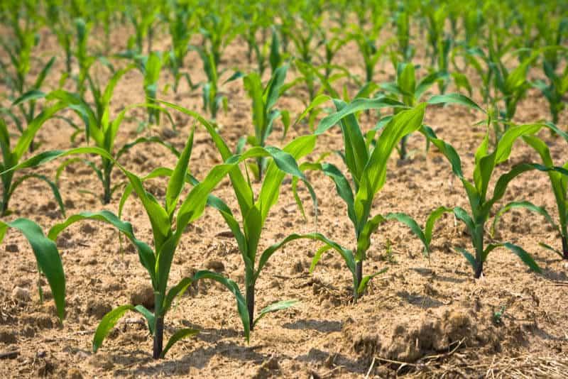 玉米从地里发芽