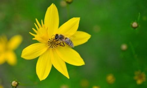 蜜蜂给黄花授粉
